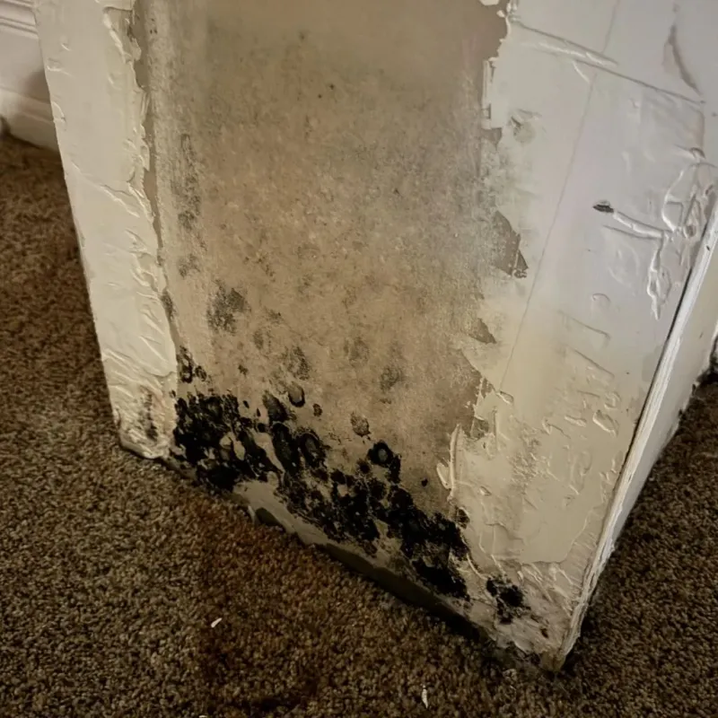 Professional Mold Removal in South Ashburnham, MA